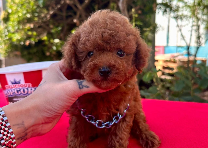 Toy Poodle Kore Kan Safkan Yavrularımız